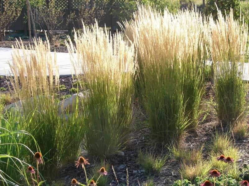 How to Use Ornamental Grasses in Your Landscaping - The Happy Housie