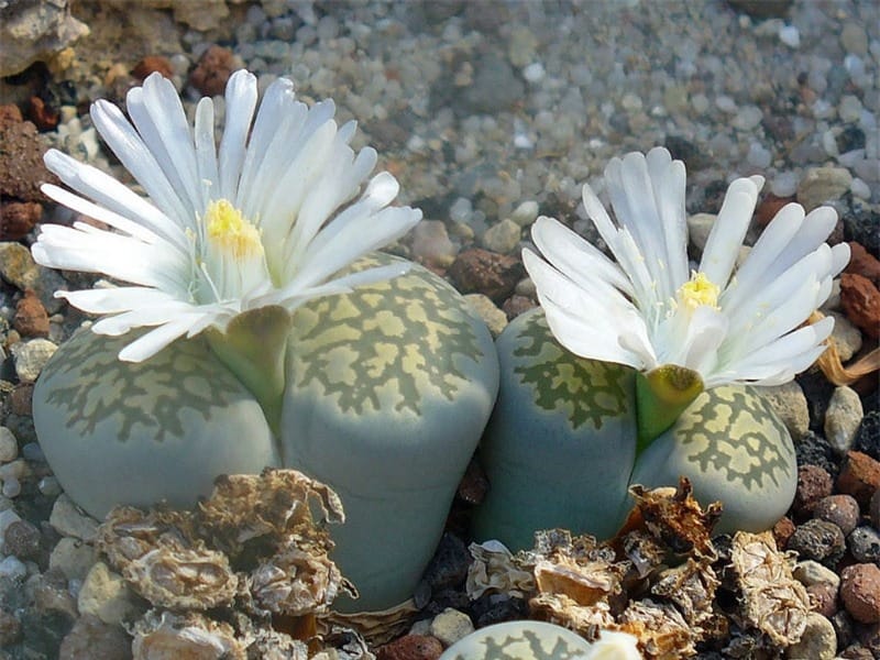 How to Water  Care For Lithops 'Living Stones' - Includes When to water,  Light, Soil, Fertiliser. - YouTube