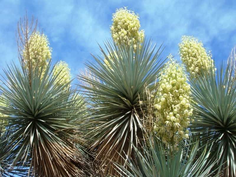 How to Water Yucca Plants Indoors – Gardener Report