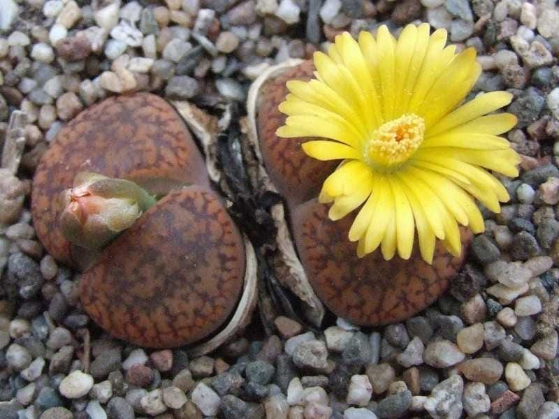How to care for lithops