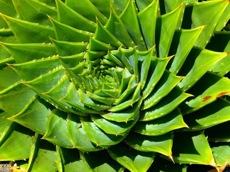 How to grow, harvest, preserve, and use aloe vera - Popular Science