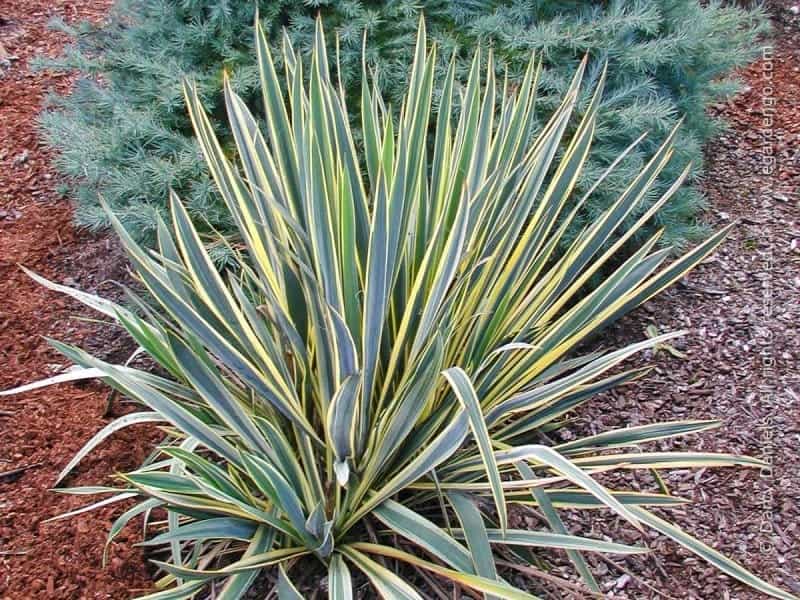How to grow and care for a yucca plant in your garden or indoors