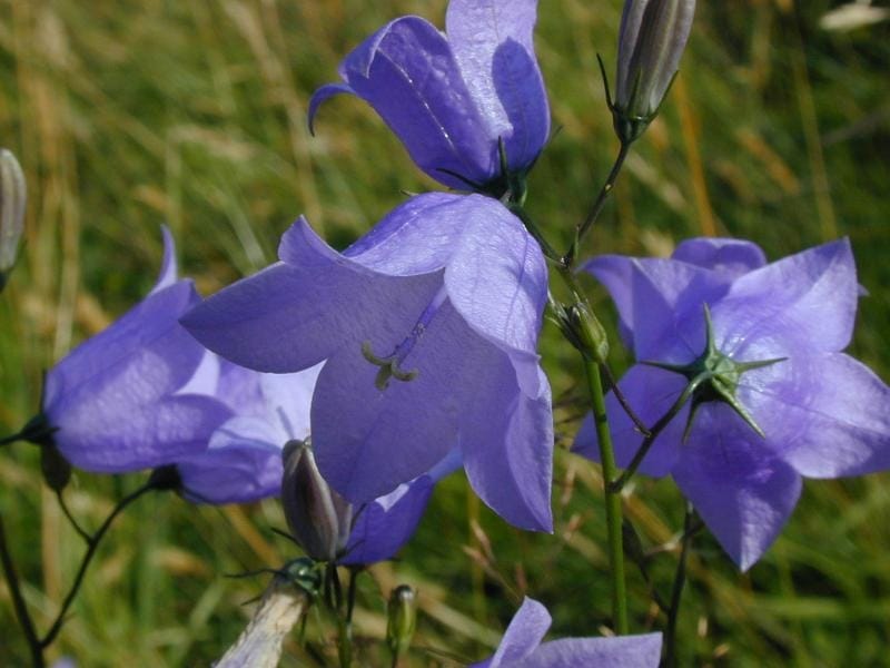How to grow and care for bluebells - lovethegarden