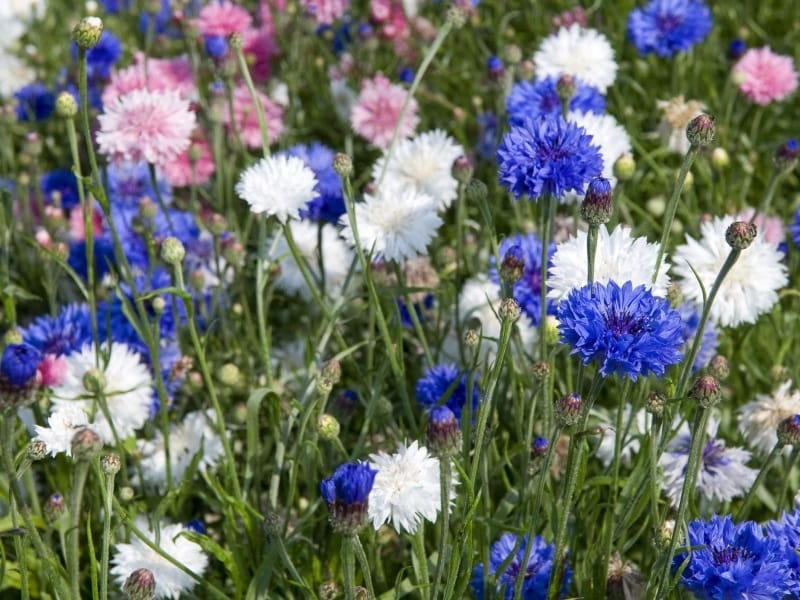 How to grow and care for cornflower - Love The Garden