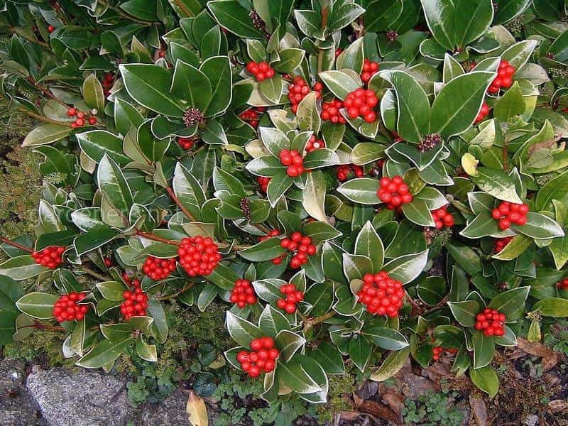How to grow and care for skimmia - Love The Garden