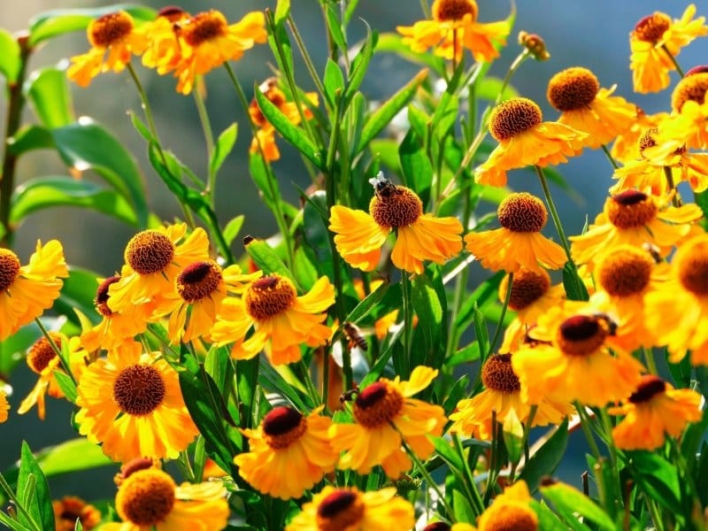 How to grow heleniums - Saga