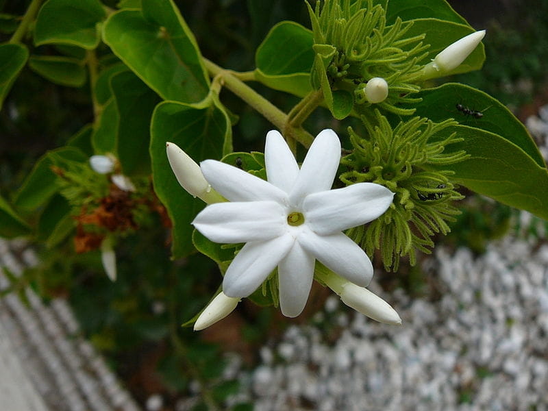 How to grow jasmine - Saga