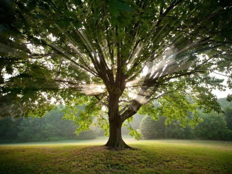 How trees communicate via a Wood Wide Web