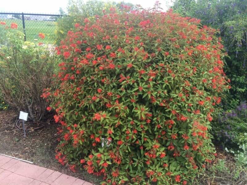 Hummingbirds Love Firebush - Southern Living