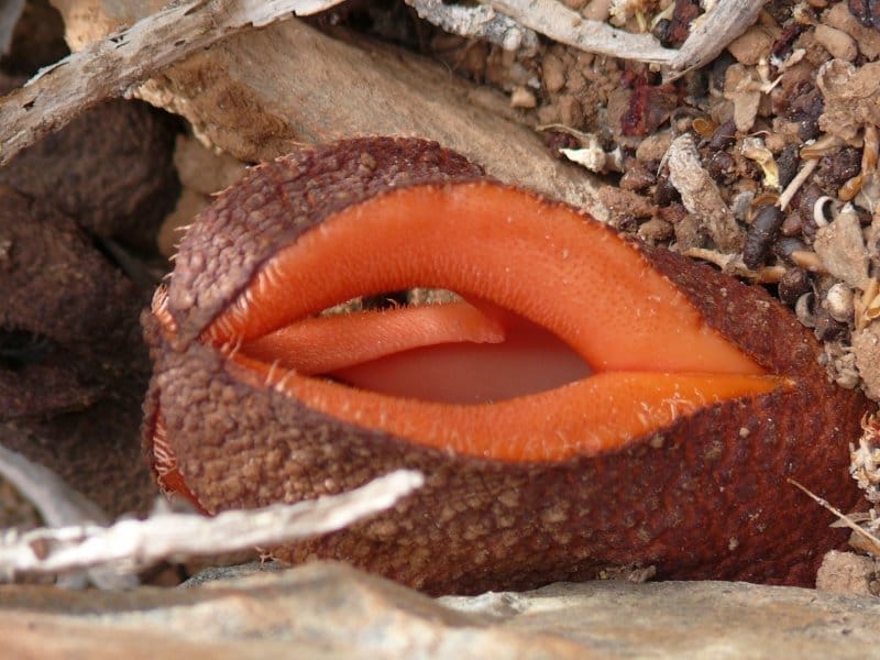 Hydnora Thunb. - Plants of the World Online - Kew Science