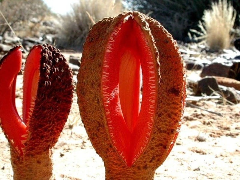 Hydnora: the strangest plant in the world? Flora Obscura with Chris  Thorogood - YouTube
