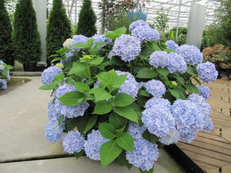 Hydrangea-Fire-Light - QT Pot (Shrub) - Walmart.com