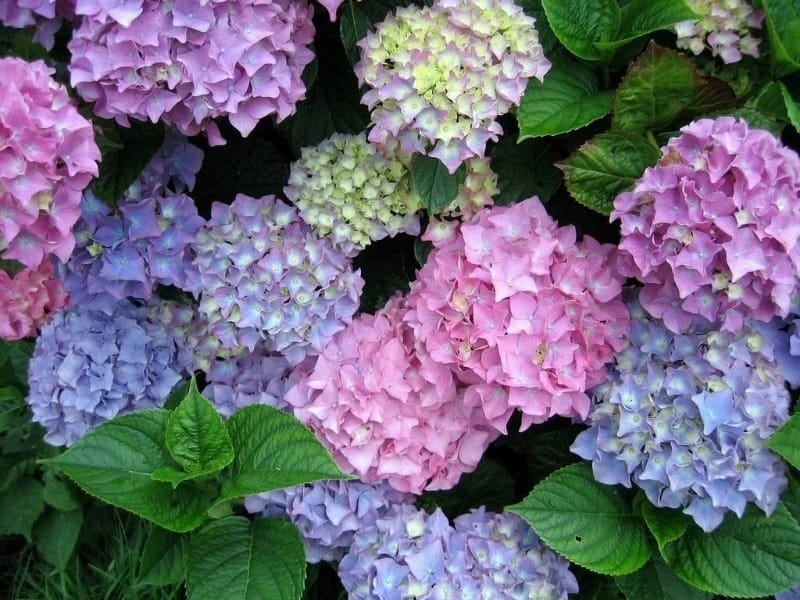 Hydrangea Paniculata 'Ruby' Stock Photo - Alamy