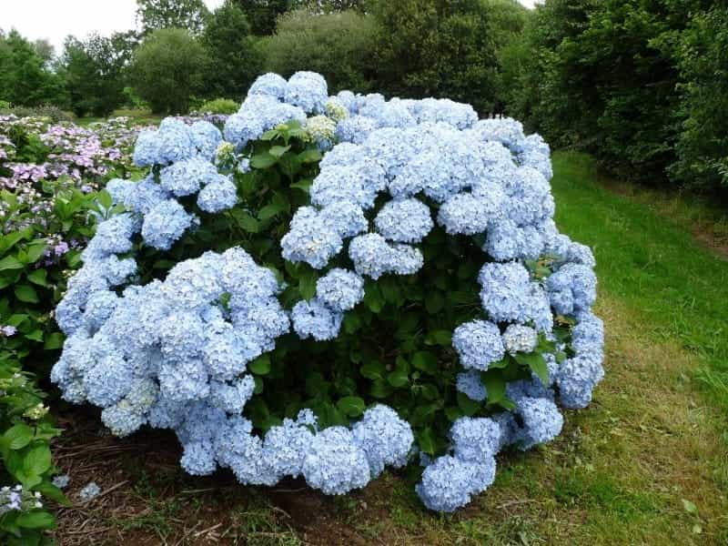 Hydrangea paniculata Big Ben Stock Photo - Alamy