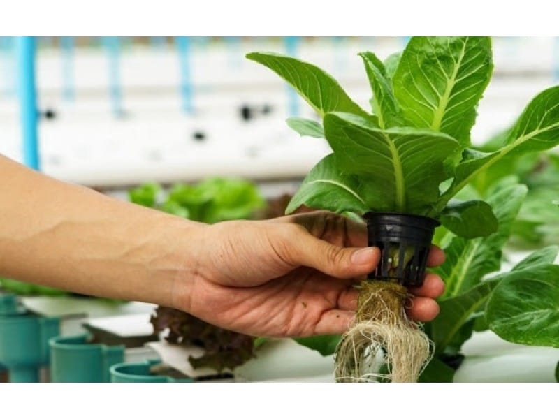 Hydroponic Gardens - Information About Water Temperature And Effects On  Hydroponics