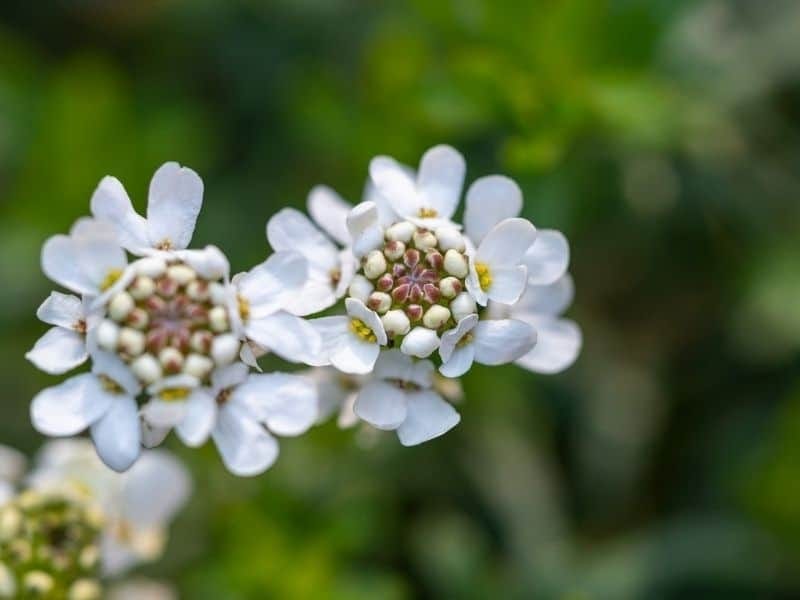 Iberis sempervirens 'Purity' - Candy Tuft (3.5\