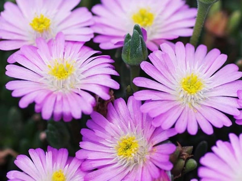 Ice Plant Brings Long-Lasting Color to the Garden - Southern Living