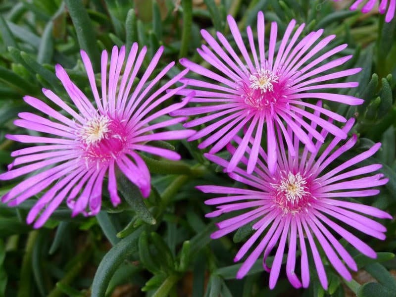 Ice Plant Care: How To Grow Ice Plant Succulents