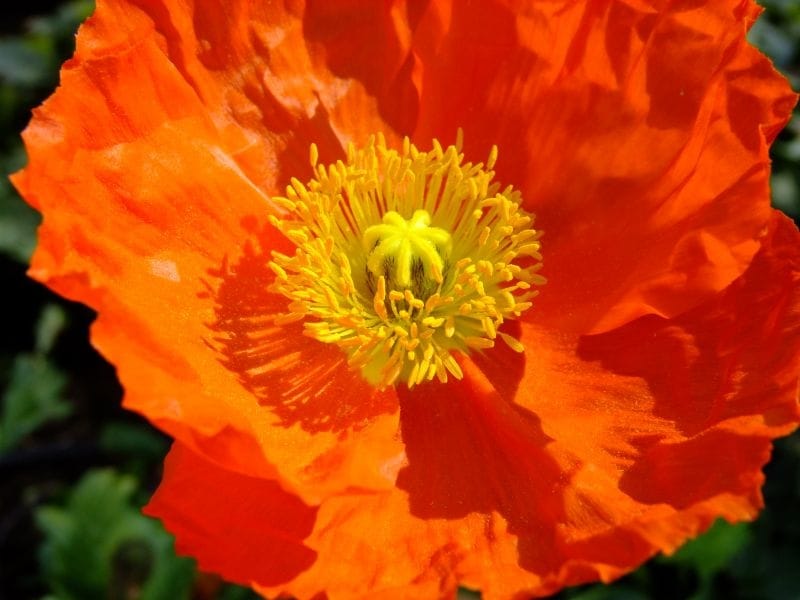 Iceland Poppy- Victory Giants Mix seeds - The Seed Collection