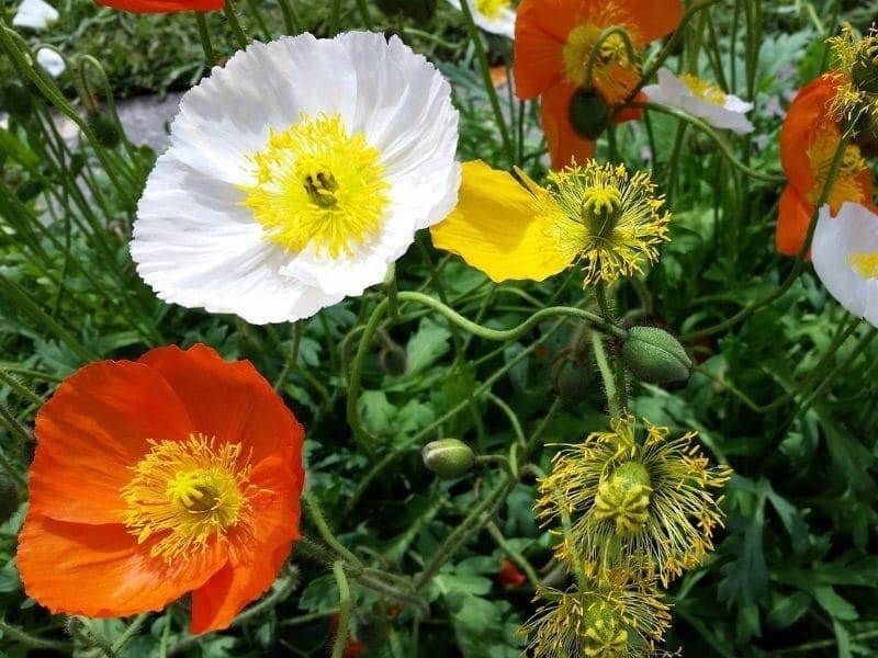 Iceland Poppy Seeds - Poppy Wildflowers Seed