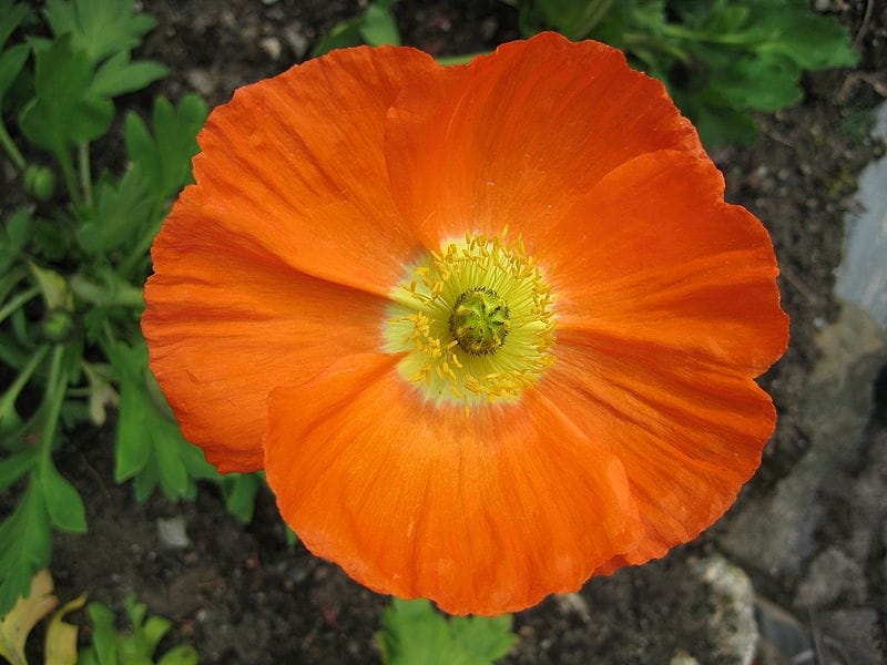 Iceland Poppy mixed seeds - Papaver nudicaule - 3750 seeds – Garden Seeds  Market - Free shipping