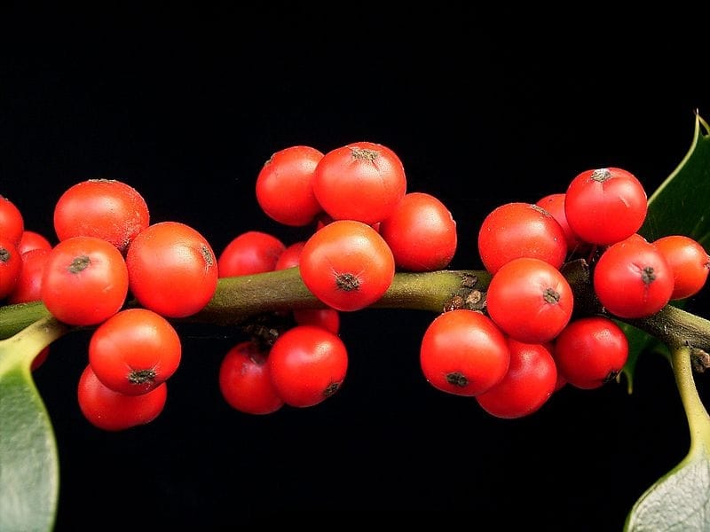 Ilex Aquifolium 'Argenteomarginata' (Variegated English Holly) - Shrub -  Garden Plants Online
