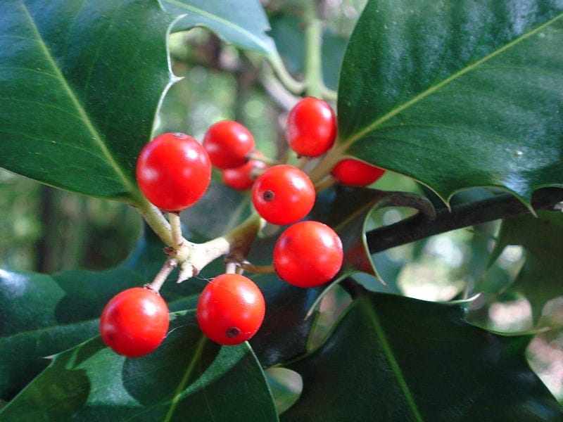 Ilex Aquifolium (Common English Holly) - Shrub - Garden Plants Online