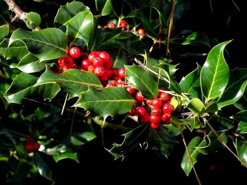 Ilex aquifolium - Native English Common Holly Trees For Sale