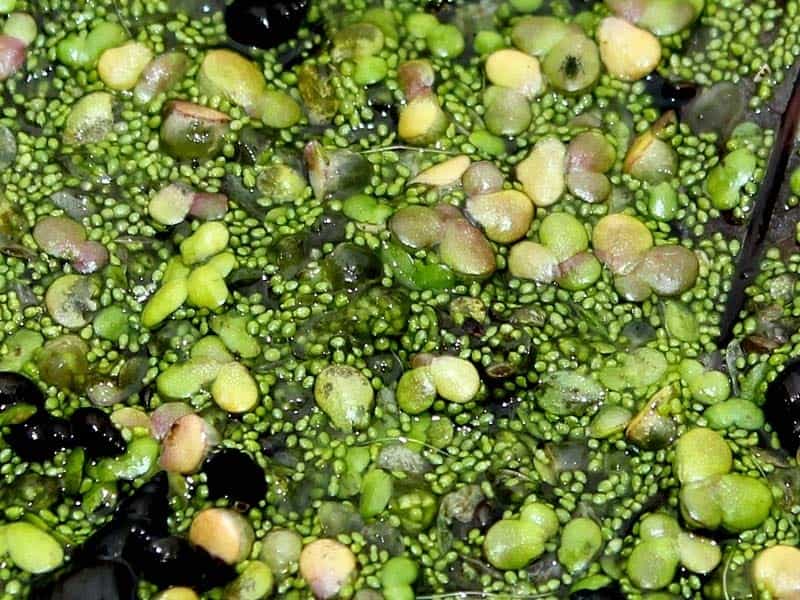 Image - Wolffia arrhiza (Rootless Duckweed) - BioLib.cz