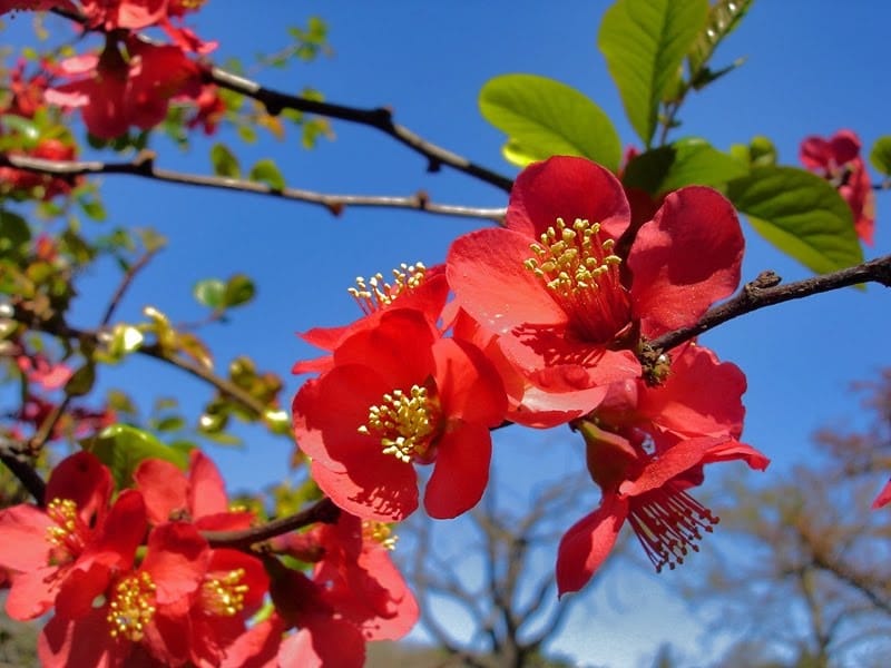 Image Chinese quince (Chaenomeles speciosa) - 547104 - Images of Plants and  Gardens - botanikfoto