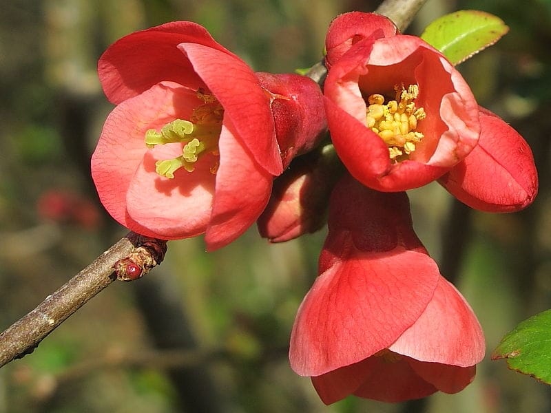 Image Chinese quince (Chaenomeles speciosa 'Semperflorens') - 447040 -  Images of Plants and Gardens - botanikfoto