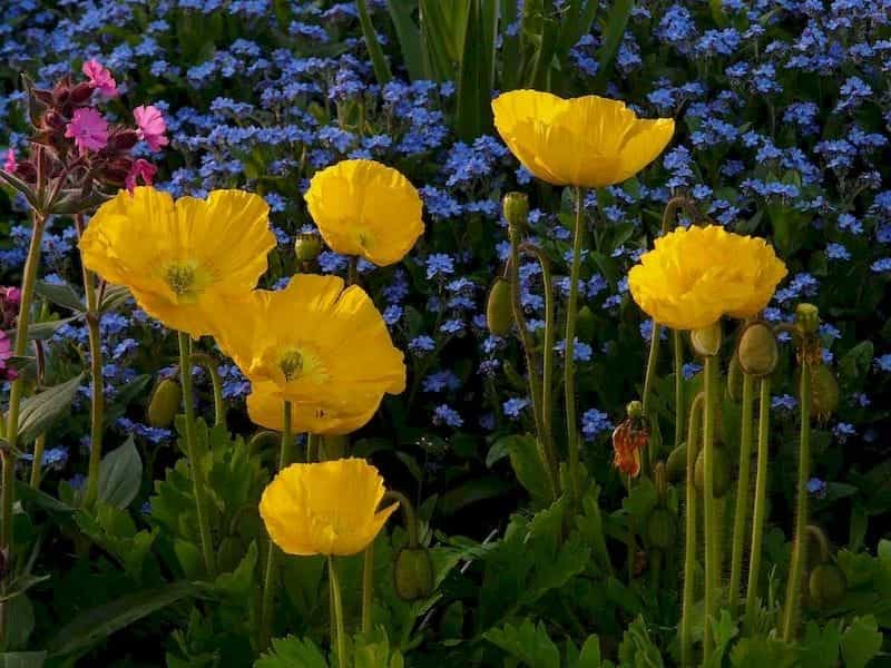 In The Garden: Stunning  Stylish Iceland Poppies - D Magazine