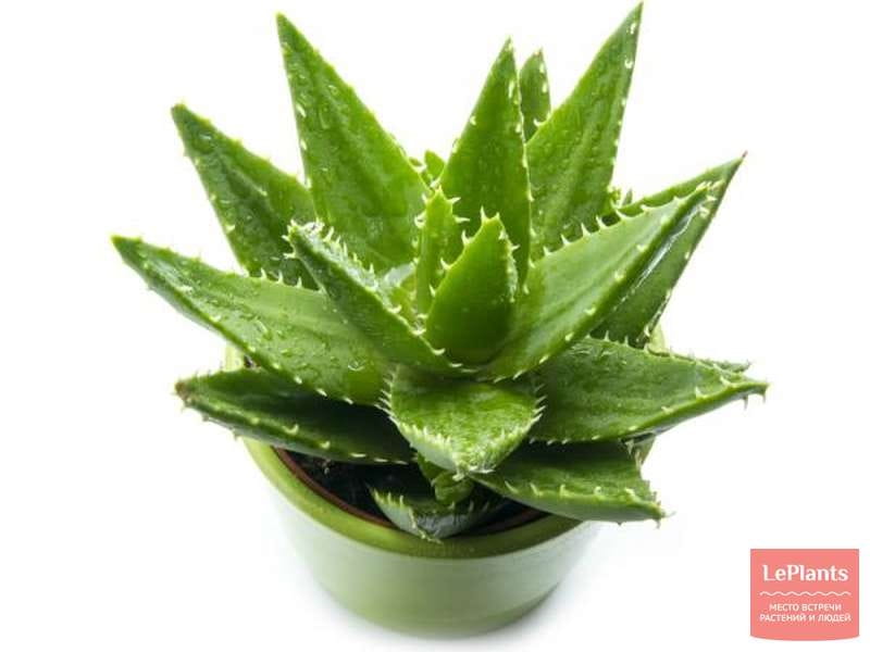 Indian aloe (aloe vera) plant Stock Photo - Alamy