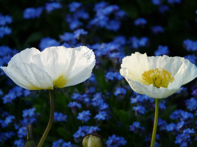 Indoor Iceland Poppy Care: Growing Iceland Poppy As A Houseplant