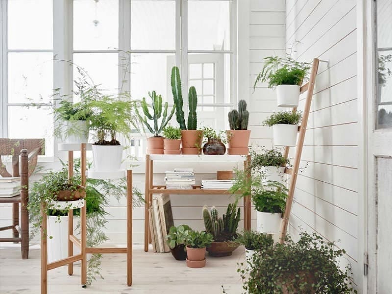 Indoor Plant Guide - The New York Times