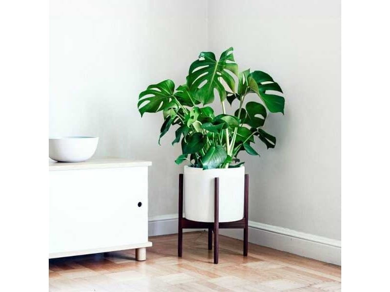 Indoor Plant Mix - 3 Plants - House / Office Live Potted Pot Plant Tree  (Mix D) - Plants from Gardeners Dream UK