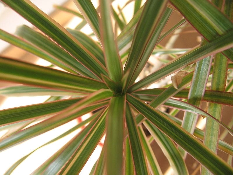 Indoor Plant: Dracaena Marginata for Sale in Malta  Gozo