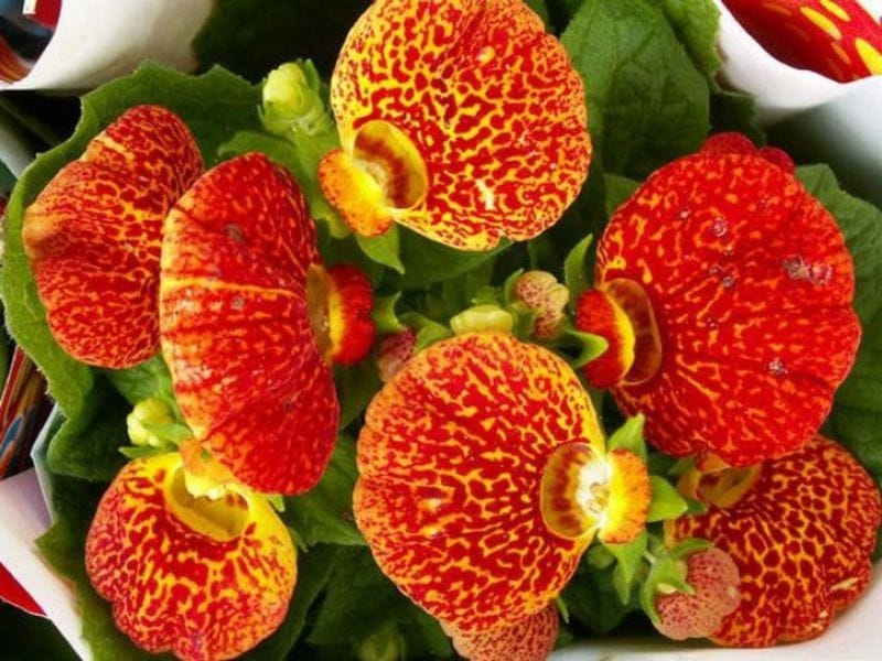 Inona no fikarakarana ny calceolaria? - Gardening on