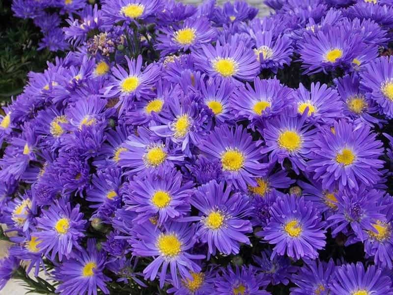 Interesting Meaning and Symbolism of Aster Flower and Color - Florgeous