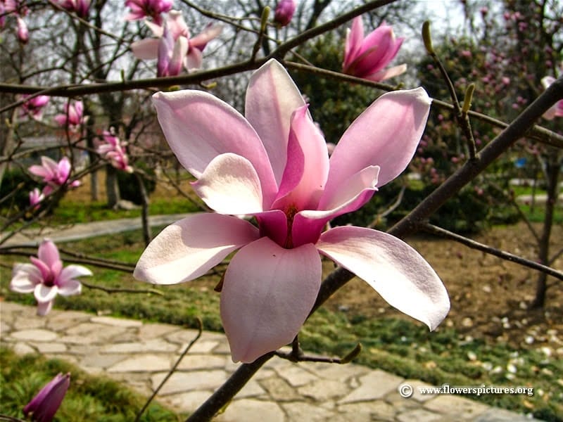 In the garden: Magnificent magnolias - SALIFE