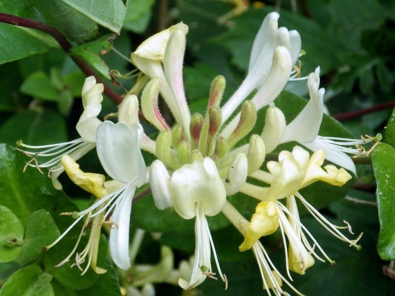 Invasive Asian bush honeysuckle can be controlled in the fall - Kansas  State University - News and Communications Services