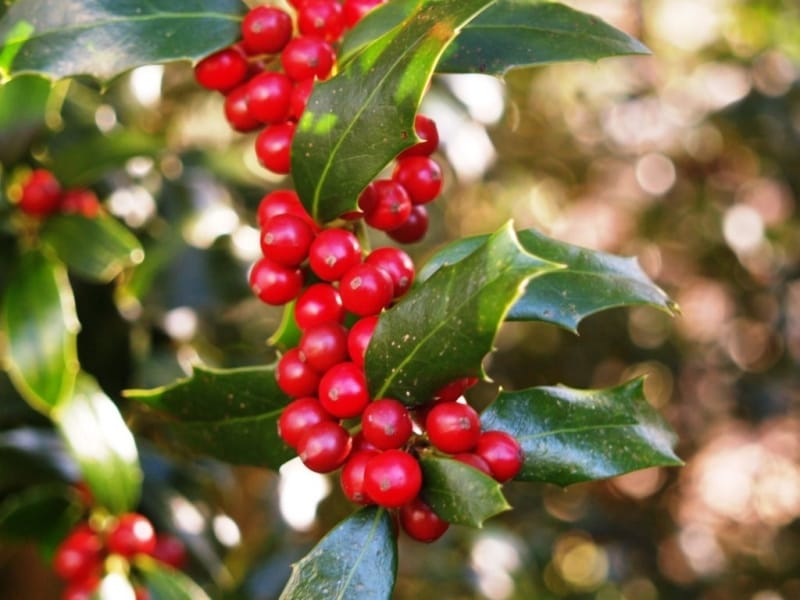 Invasive English holly poses threat to Island's eco-system – Victoria News