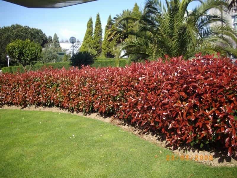 Is It a Good Idea to Use Red Tip Photinia Shrubs for Landscaping in Texas?  - Dengarden