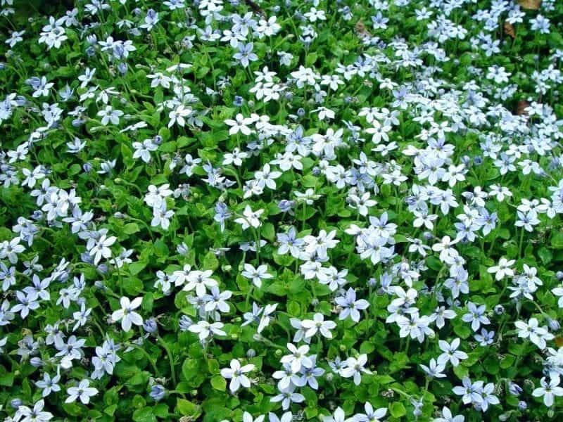 Isotoma BETHS BLUE - Buy Star Flower Annuals Online