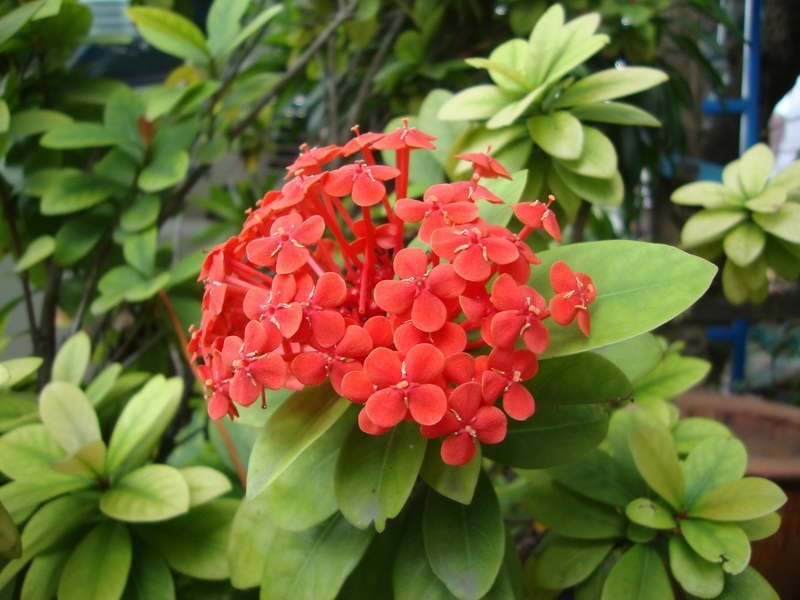 Ixora chinensis Lam. - Plants of the World Online - Kew Science