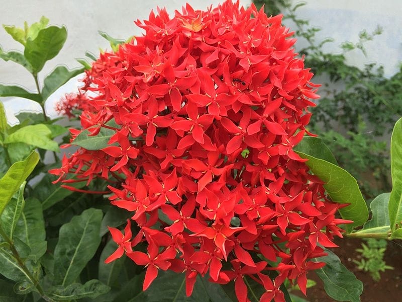 Ixora coccinea - Conservatory Of Flowers