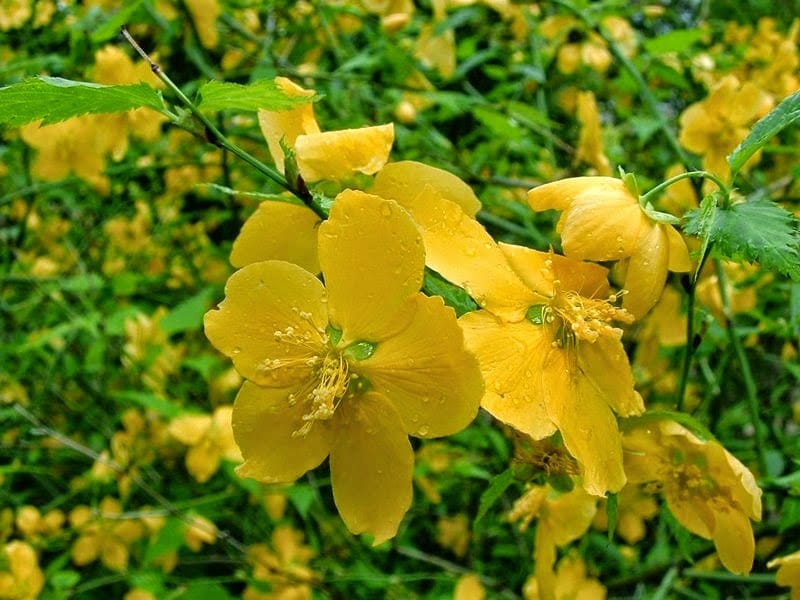 Japanese Kerria Kerria japonica Pleniflora - Stock image - #17073422 -  PantherMedia Stock Agency