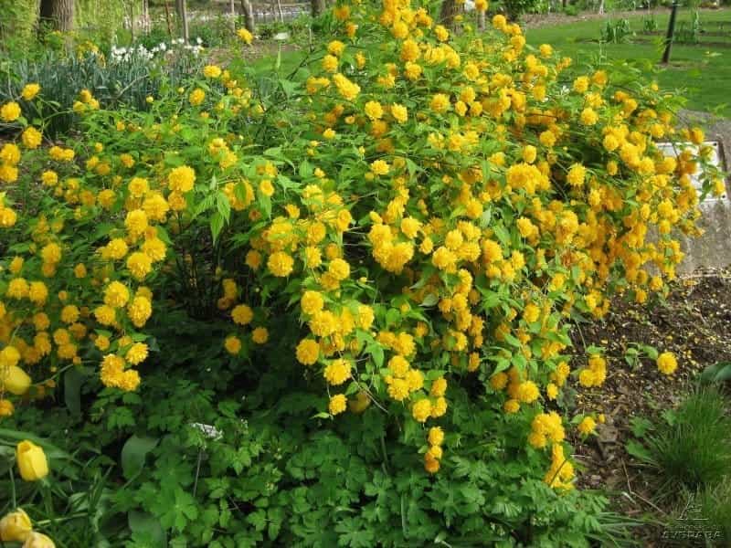 Japanese Kerria, Kerria Japonica Stock Image - Image of shrub, spring:  136826207