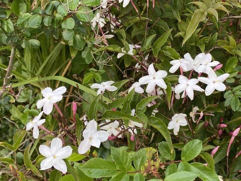 Jasmine: How to Grow Indoors and Outdoors