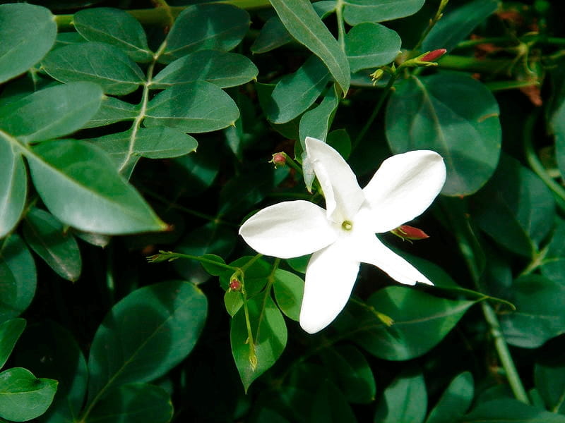 Jasmine Pruning: When And How To Prune Jasmine Plants